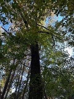 16 Acres of Land for Sale in Oxford, Mississippi