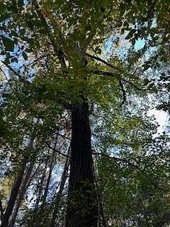 16 Acres of Land for Sale in Oxford, Mississippi