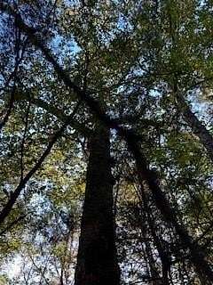 16 Acres of Land for Sale in Oxford, Mississippi