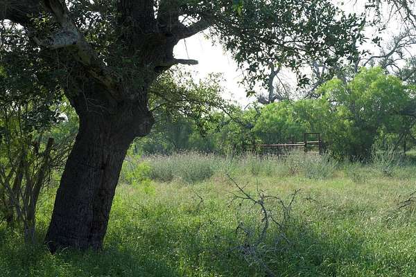 314 Acres of Recreational Land for Sale in Red Rock, Texas