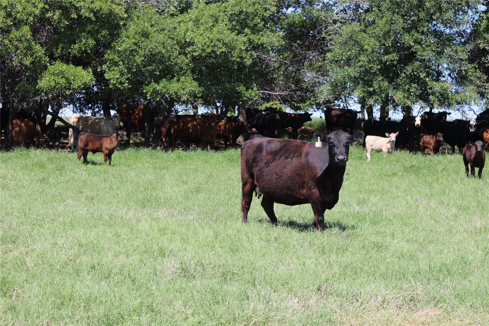 80 Acres of Agricultural & Residential Land for Sale in Henrietta, Texas