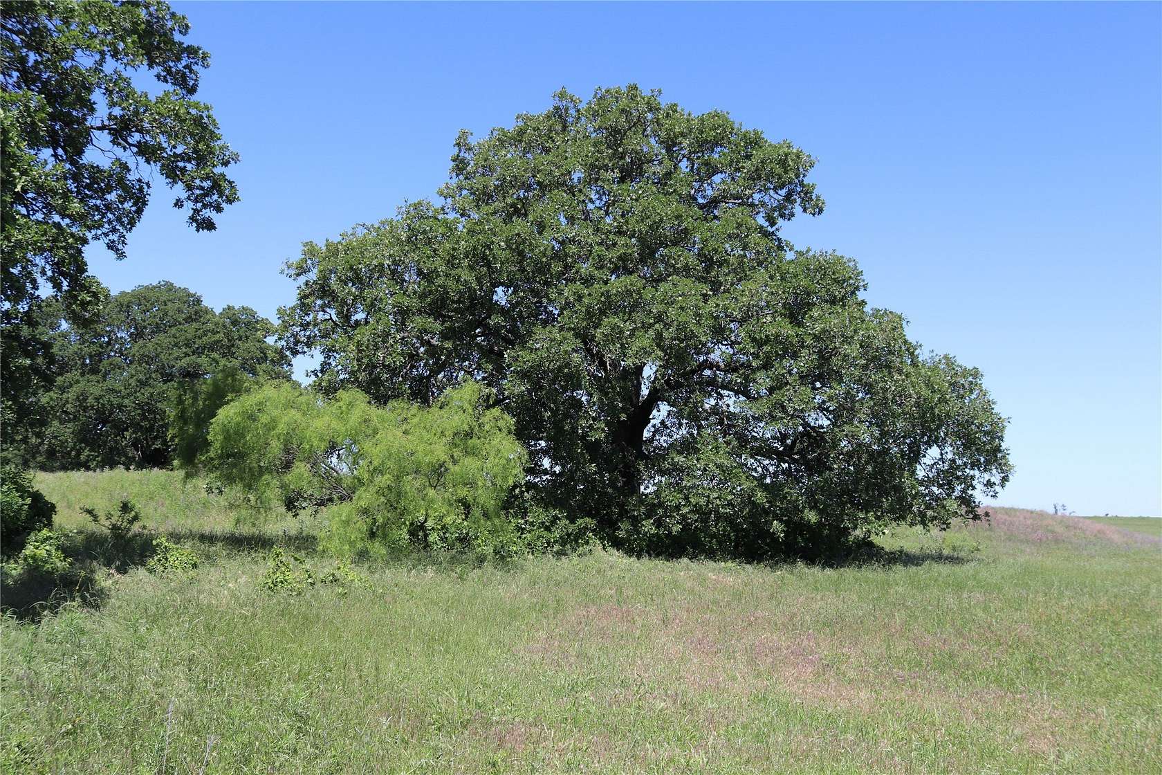 73 Acres of Agricultural & Residential Land for Sale in Henrietta, Texas