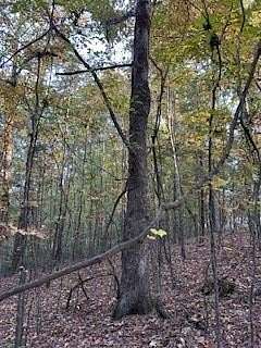 15.4 Acres of Land for Sale in Oxford, Mississippi