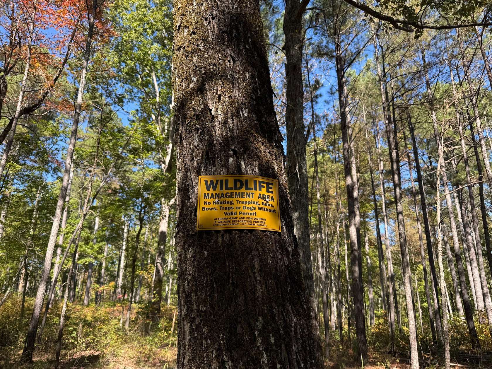 78 Acres of Land for Sale in Moulton, Alabama
