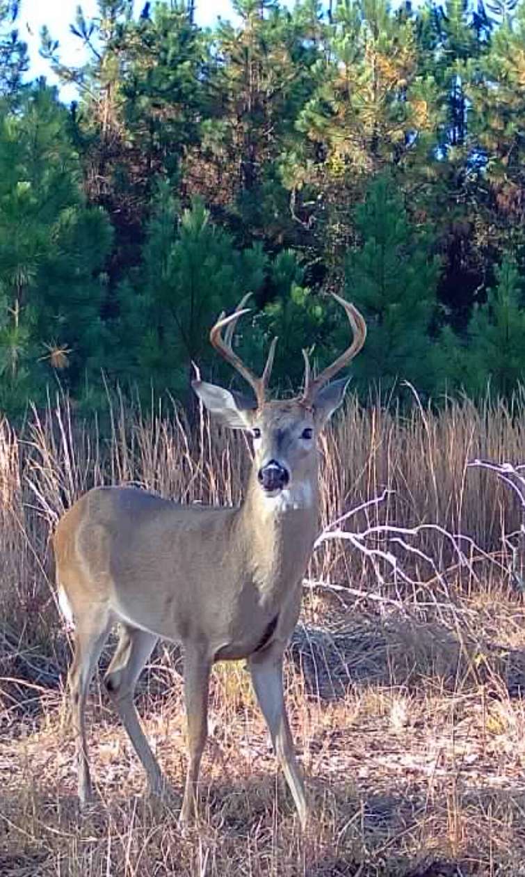 24 Acres of Recreational Land for Sale in Waycross, Georgia