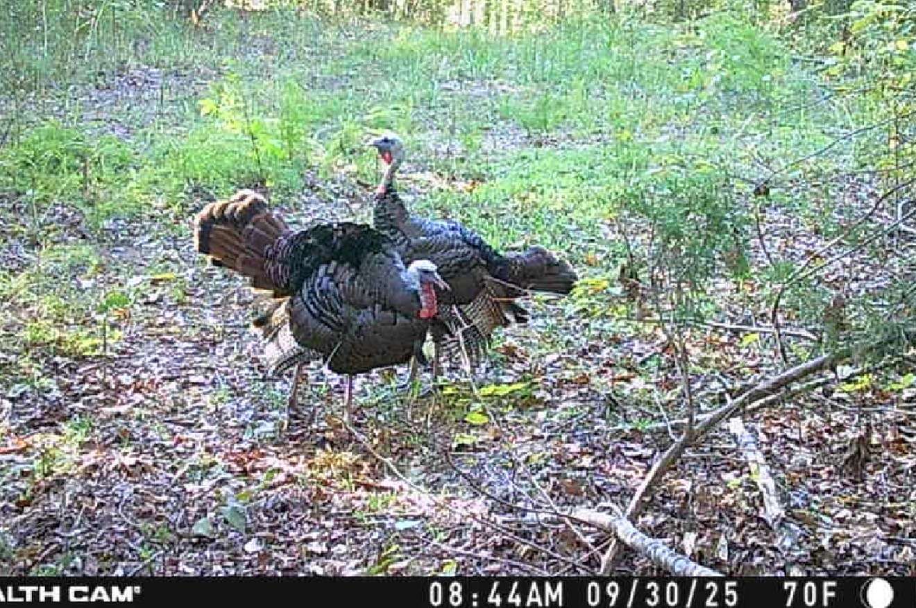 35.3 Acres of Land for Sale in Waynesboro, Tennessee