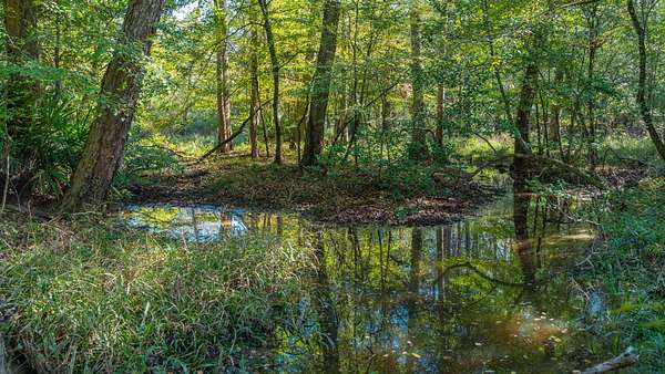 150 Acres of Land for Auction in Plains, Georgia