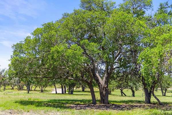 11 Acres of Land for Sale in Blanco, Texas