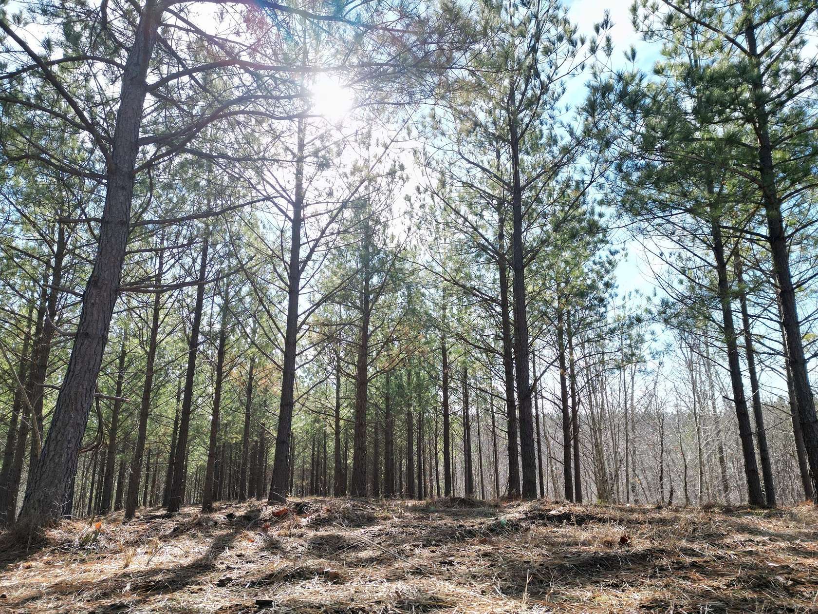 7 Acres of Land for Sale in Linden, Tennessee