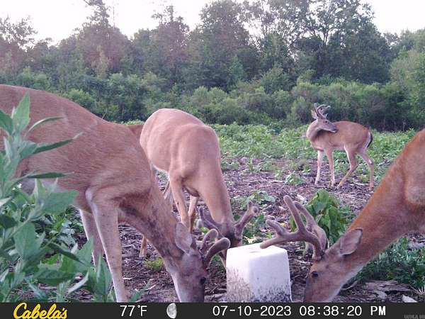 19.6 Acres of Recreational Land for Sale in Carlisle, Arkansas