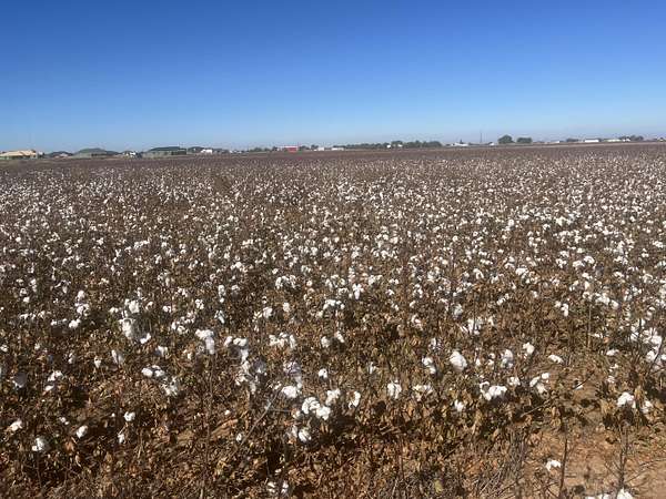 252 Acres of Agricultural Land for Sale in Lubbock, Texas
