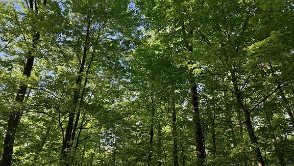 2.83 Acres of Residential Land for Sale in Hayward, Wisconsin