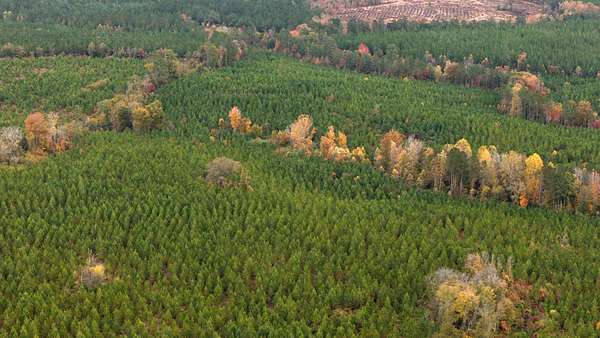 126 Acres of Recreational Land for Sale in Rockingham, North Carolina