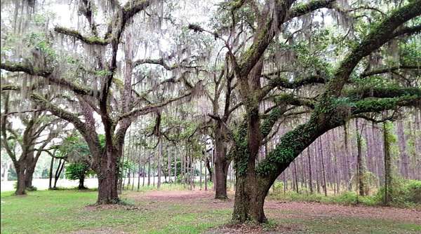 12 Acres of Land for Sale in Perry, Florida