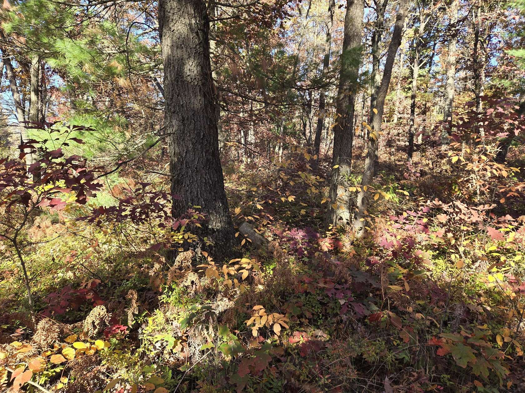 6.25 Acres of Land for Sale in Baldwin, Michigan