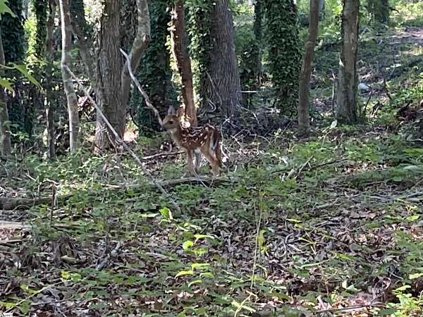 16.4 Acres of Land for Sale in Honea Path, South Carolina