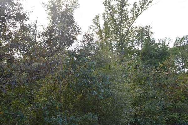 14.3 Acres of Land for Sale in Jefferson, Texas