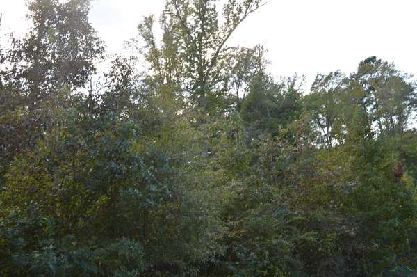 6 Acres of Land for Sale in Jefferson, Texas