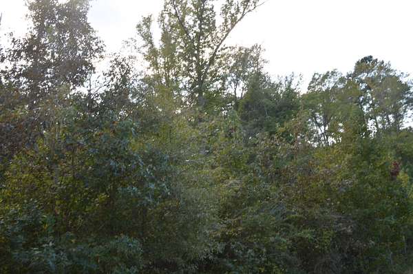 6 Acres of Land for Sale in Jefferson, Texas