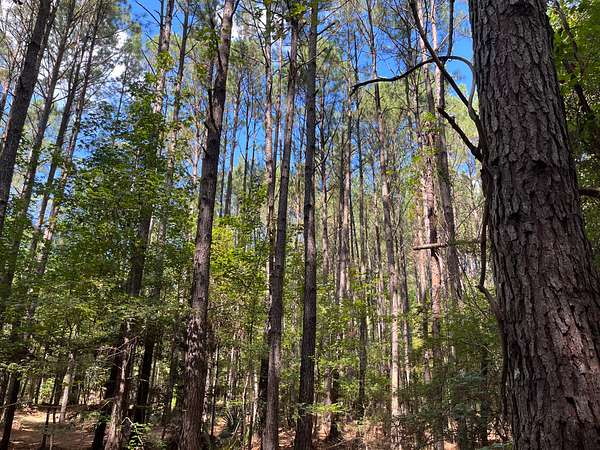 40 Acres of Recreational Land & Farm for Sale in El Dorado, Arkansas