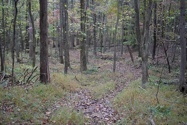 71.6 Acres of Recreational Land for Sale in Fordsville, Kentucky