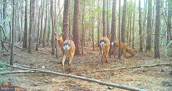 6.36 Acres of Residential Land for Sale in Toddville, Maryland