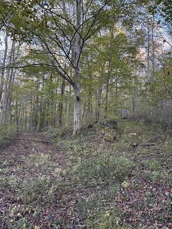 203 Acres of Recreational Land & Farm for Sale in Monterey, Tennessee