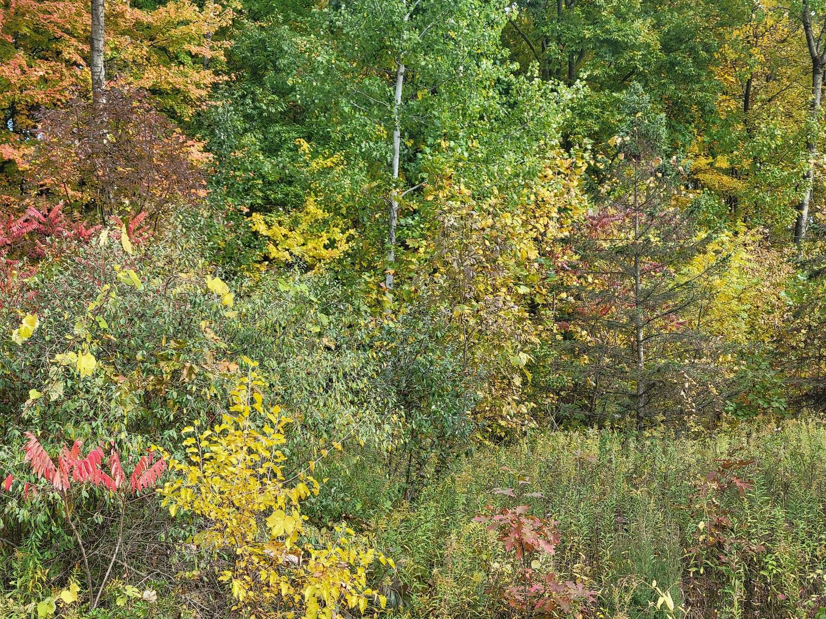 0.71 Acres of Residential Land for Sale in Lawton, Michigan