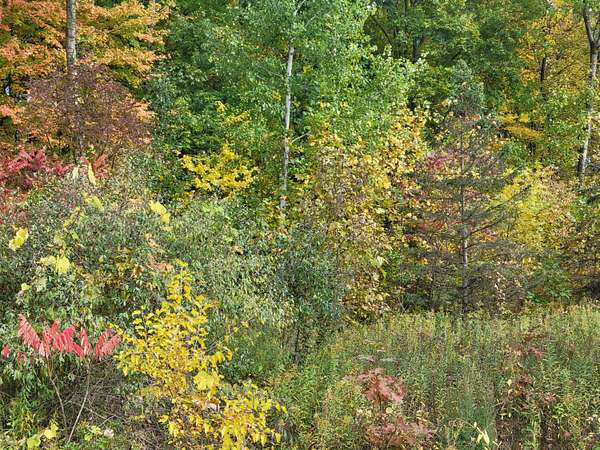 0.71 Acres of Residential Land for Sale in Lawton, Michigan