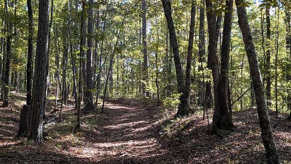 175 Acres of Recreational Land for Auction in Sylacauga, Alabama