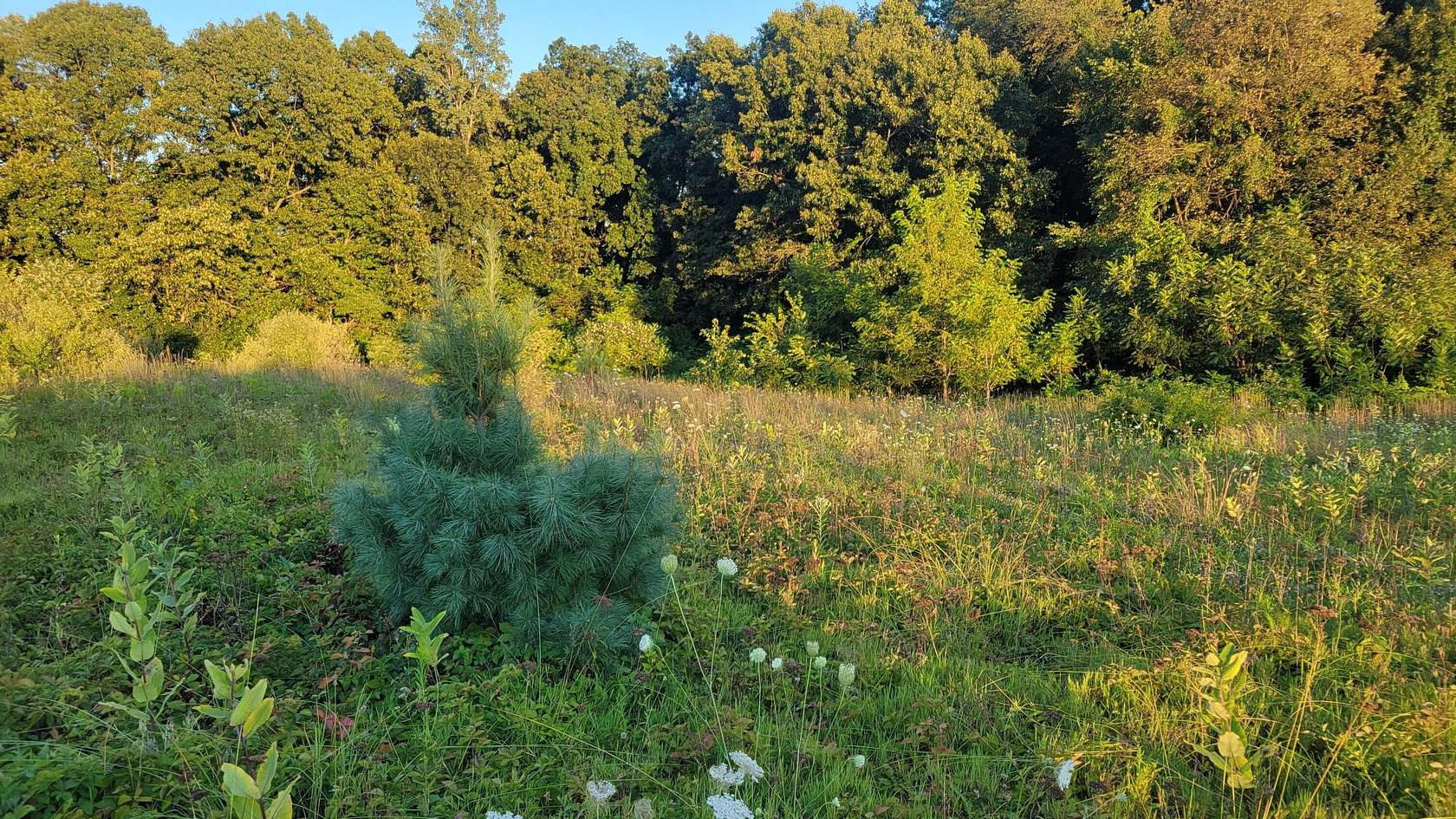 30.5 Acres of Land for Sale in Paw Paw, Michigan