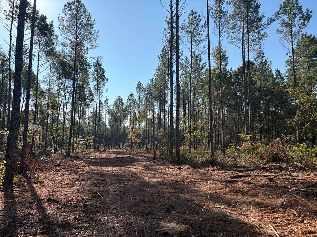16 Acres of Recreational Land for Sale in Islandton, South Carolina