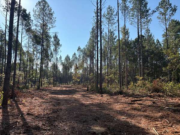 16 Acres of Recreational Land for Sale in Islandton, South Carolina