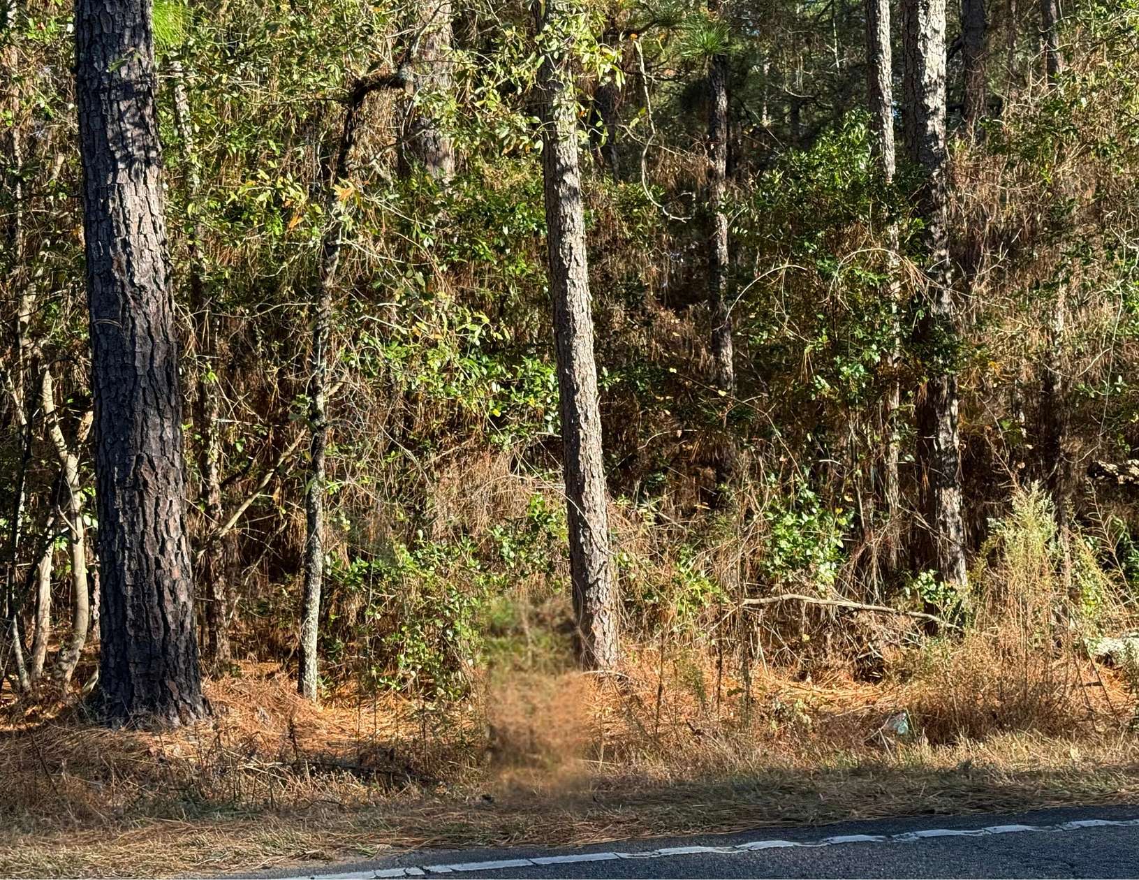 12.3 Acres of Land for Sale in Windsor, South Carolina