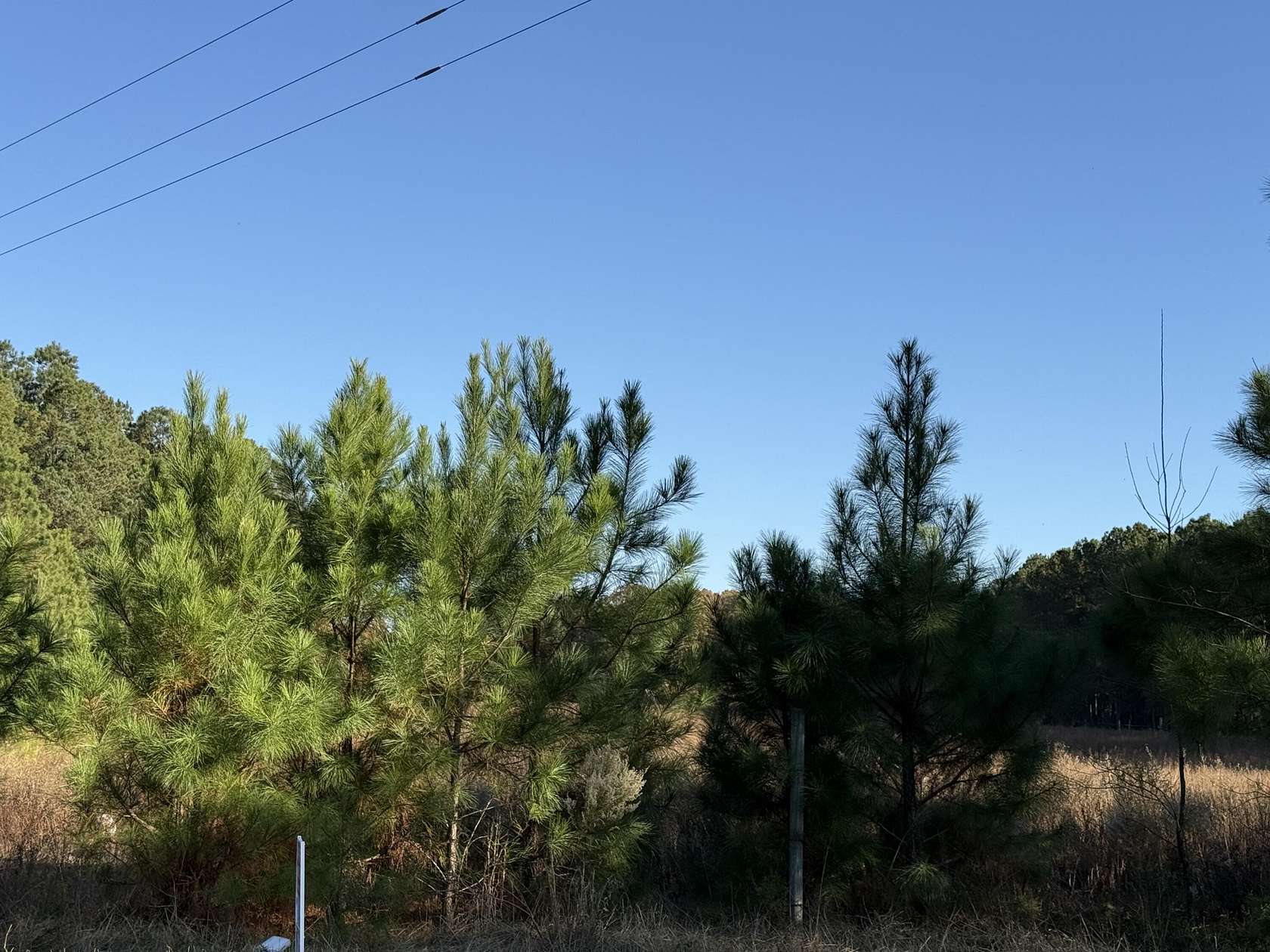 14 Acres of Land for Sale in Windsor, South Carolina