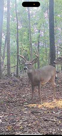 68.7 Acres of Recreational Land & Farm for Sale in Pulaski, Tennessee