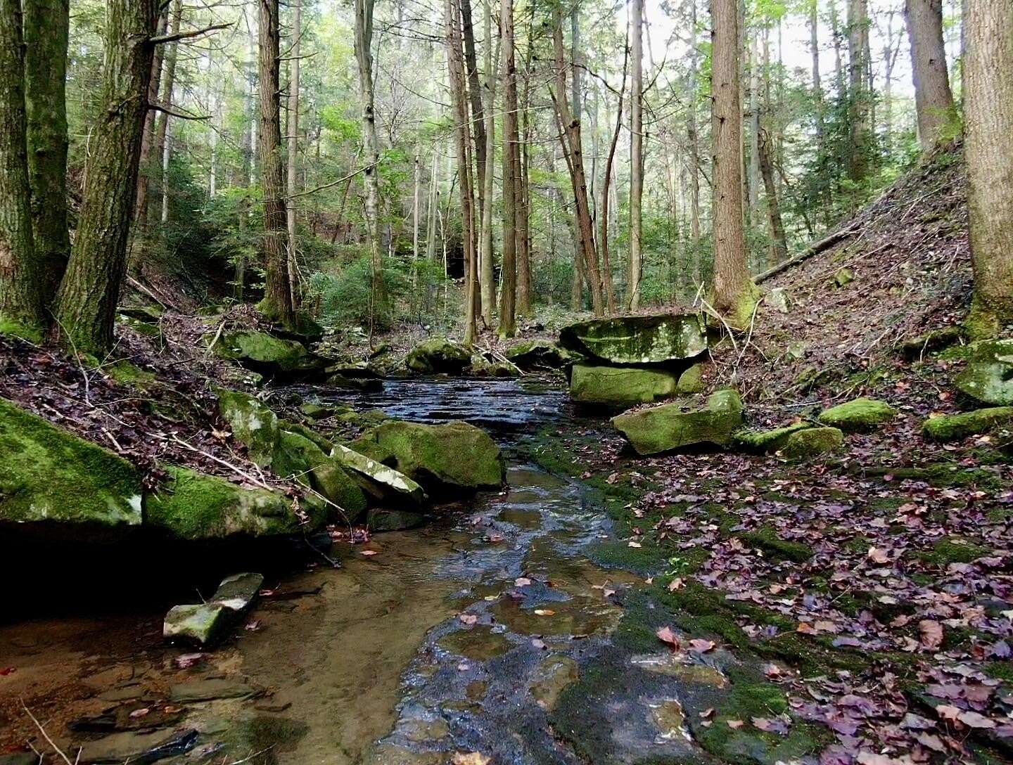 120 Acres of Recreational Land for Sale in Gruetli-Laager, Tennessee