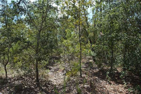 1 Acre of Residential Land for Sale in Williston, Florida