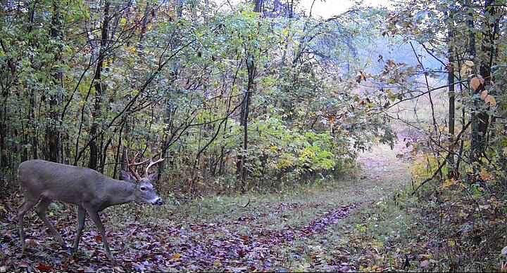 314 Acres of Recreational Land & Farm for Sale in Bethpage, Tennessee