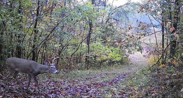 314 Acres of Recreational Land & Farm for Sale in Bethpage, Tennessee