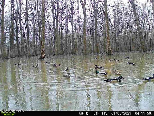 89 Acres of Land for Sale in Belzoni, Mississippi