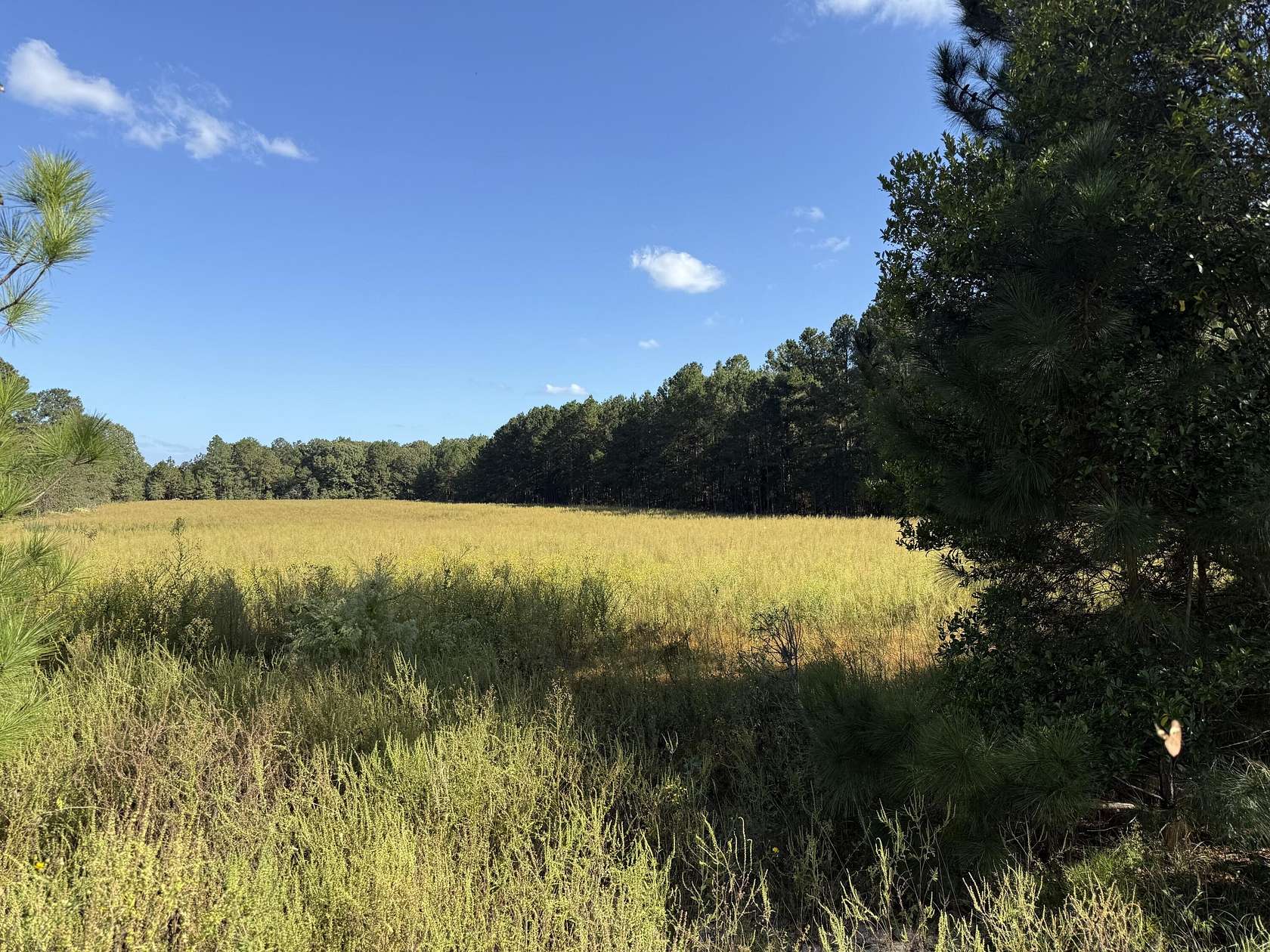 11.5 Acres of Land for Sale in Windsor, South Carolina