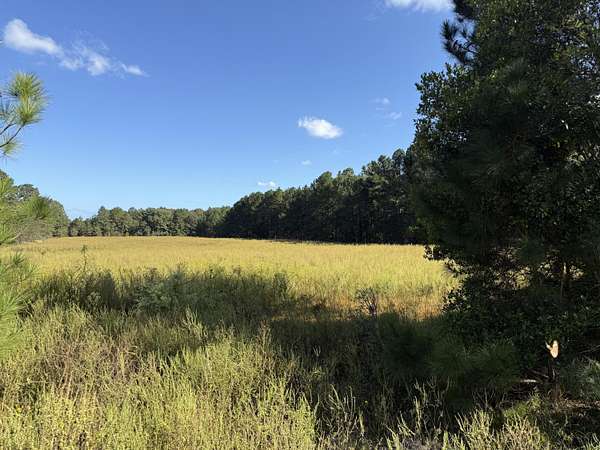 11.5 Acres of Land for Sale in Windsor, South Carolina