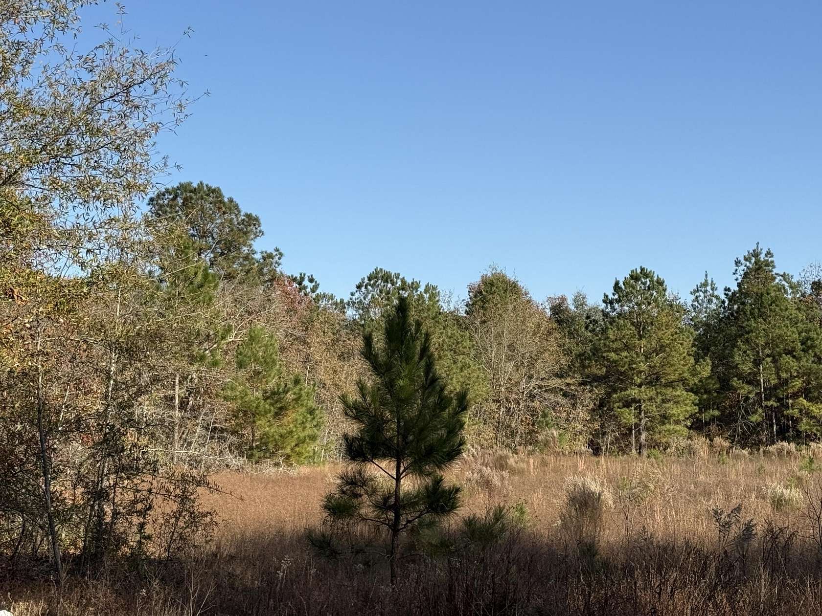 11.3 Acres of Land for Sale in Windsor, South Carolina