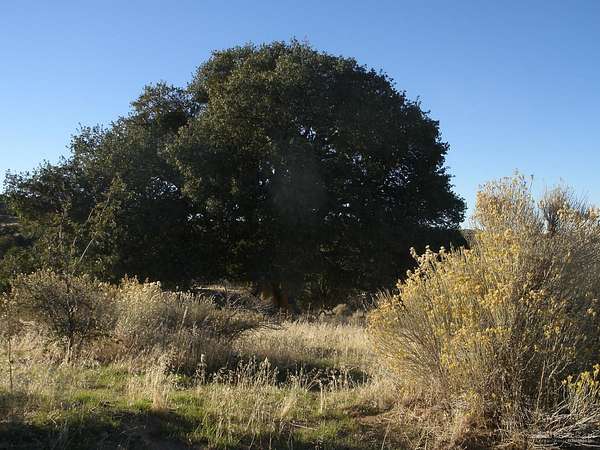2.76 Acres of Residential Land for Sale in Tehachapi, California