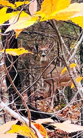 1 Acre of Land for Sale in Ivanhoe, Virginia