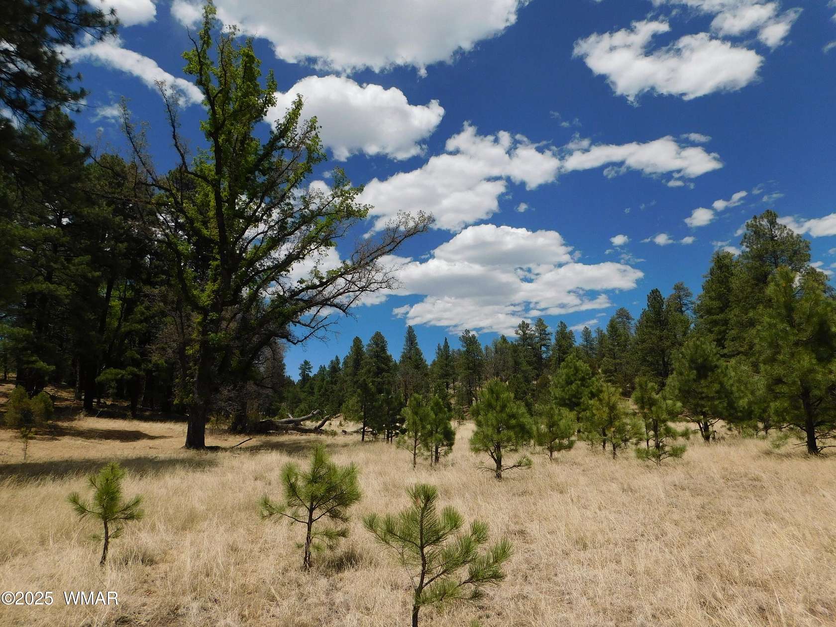 3.5 Acres of Residential Land for Sale in Alpine, Arizona