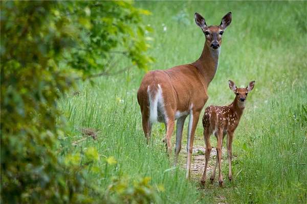 12.5 Acres of Recreational Land for Sale in Ottertail, Minnesota