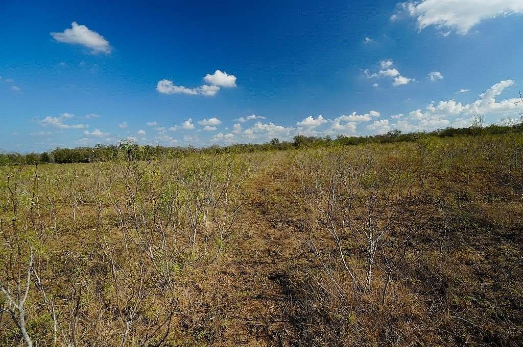 10 Acres of Residential Land for Sale in Waelder, Texas