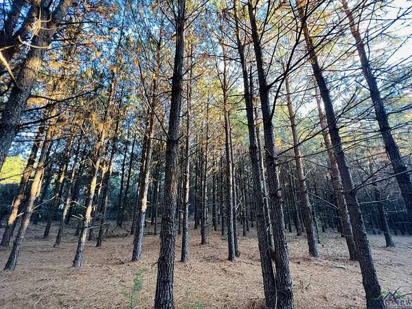 20.4 Acres of Recreational Land for Sale in Queen City, Texas